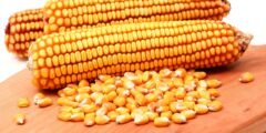 فوائد الذرة الصحية والغذائية