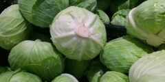 فوائد الملفوف الصيني: (بوك تشوي) كنز غذائي غني لصحة متألقة فوائد الملفوف الصيني: (بوك تشوي) كنز غذائي غني لصحة متألقة
